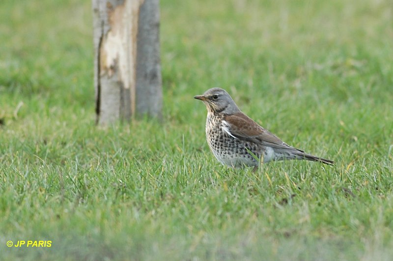Turdus pilaris